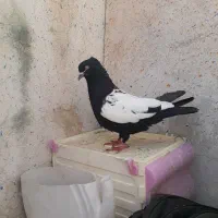 کبوتر سینه سیاه درشت قول پیکر