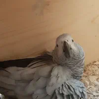 کاسکو