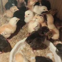 انواع جوجه و مرغ تخم گذار