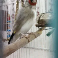سهره بلند خوان.طوطی سانان بزرگ جثه،حسن پاروت