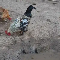 خروس