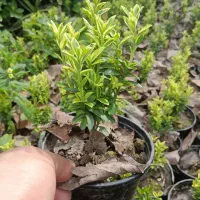 شمشاد مینیاتور