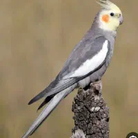 عروس هلندی پیدا شده