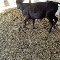 گوساله 7ماهه