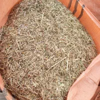 کاه  گاو دانه. یا قره دنه