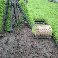 توم نشا هاشمی اصلاح شده درجه یک