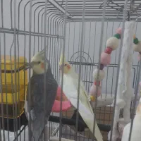 عروس هلندی مولد جوان