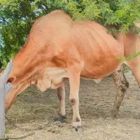 گاو|حیوانات مزرعه|میناب, |دیوار