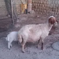 گوسفندو بره