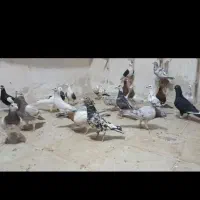 دسته ۴۵تایی کبوتر سرور و دورگ