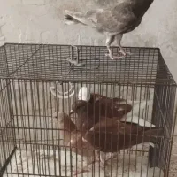 کفتر ها مفت