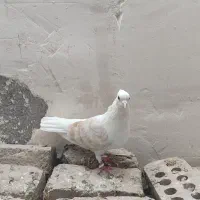 پشت سینه زرد