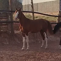 اسب