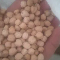 نخود کشت امسال