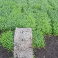 برنج هاشمی