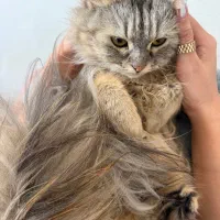 گربه پرشین ماده