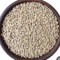 فروش عدس محلی درجه یک برداشت امسال