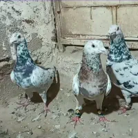کفتر