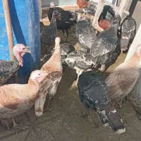 بقلمون|حیوانات مزرعه|کاشمر, |دیوار