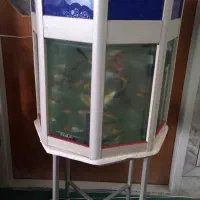 آکواریوم ۸ ضلعی با میز