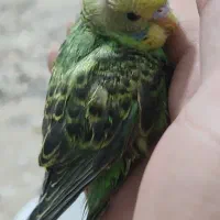 جوجه