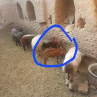 بز و کره