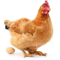 مرغ تخم گذار