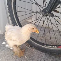 ۴ جوجه ۲ ماه برهما درجه ۱