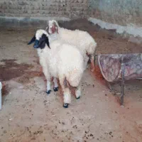 بره