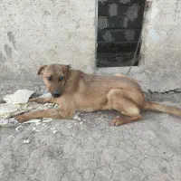 توله سگ دوبرمن ،ژرمن