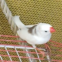 فنچ
