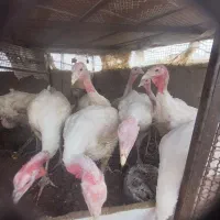 فروش بوقلمون بزرگ
