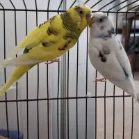 یک جفت مرغ عشق و یک عدد فنچ
