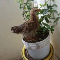 جوجه سرحال وشیطون