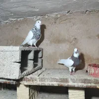 جفت طوقی