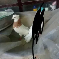 کبوتر