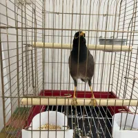مرغ مینا سخنگو