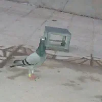 کبوتر سوز نر پلاکی زیبا و زرنگ