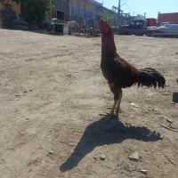 خروس لاری اصیل