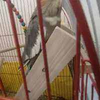 عروس هلندی و قفس