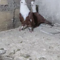 کربلایی سرخ نروماده