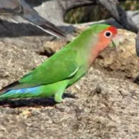 گمشدن طوطی