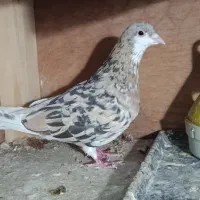 هفرنگ کلکسیونی در جه یک