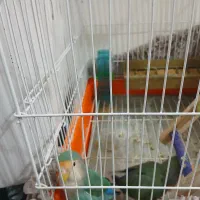 طوطی برزیلی دو عدد ماده با یک عدد تخم