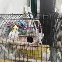 ی جفت عروس هلندی مولد