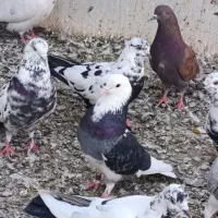 کفتر