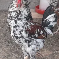 خروس گلین