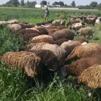 گوسفند بز بره نر