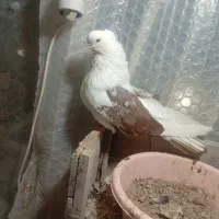 کبوتر دوکت نوک ریز کاکلی نر