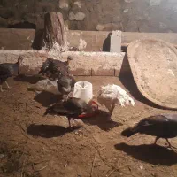 بوقلمون